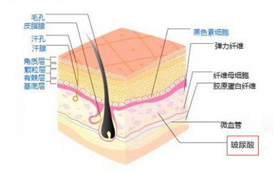 玻尿酸的皮肤位置